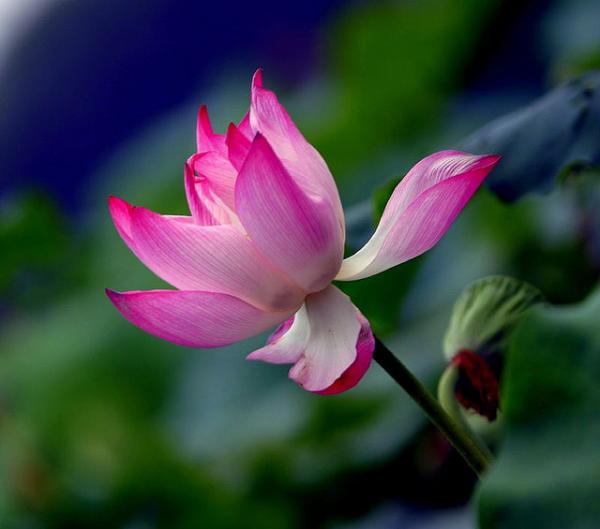 45 Beautiful Louts Flowers
