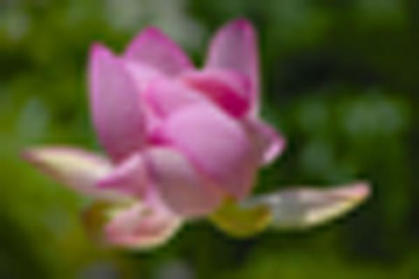45 Beautiful Louts Flowers