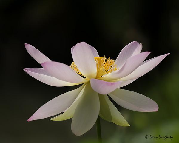 45 Beautiful Louts Flowers