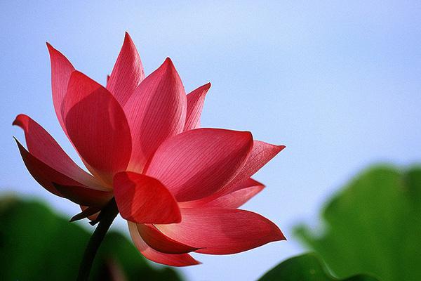45 Beautiful Louts Flowers