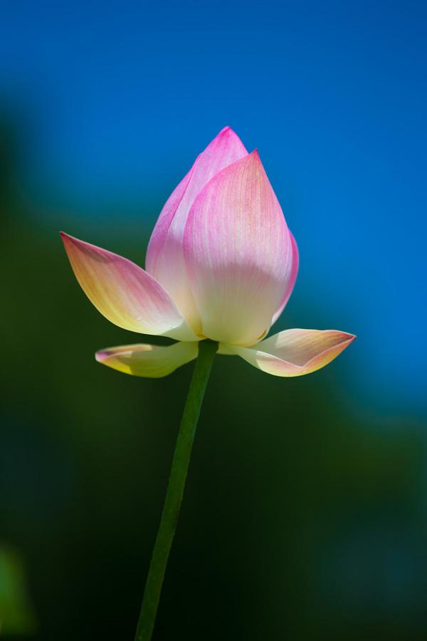 45 Beautiful Louts Flowers