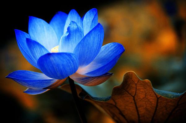 45 Beautiful Louts Flowers