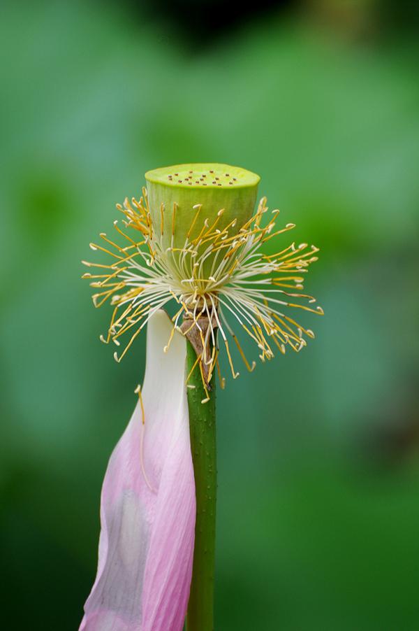 45 Beautiful Louts Flowers