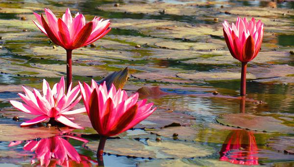 45 Beautiful Louts Flowers