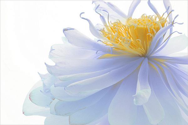 45 Beautiful Louts Flowers