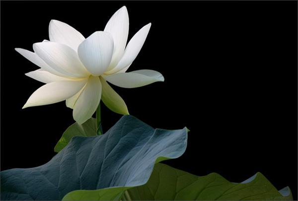 45 Beautiful Louts Flowers