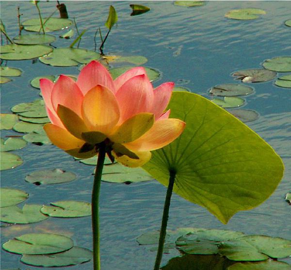 45 Beautiful Louts Flowers