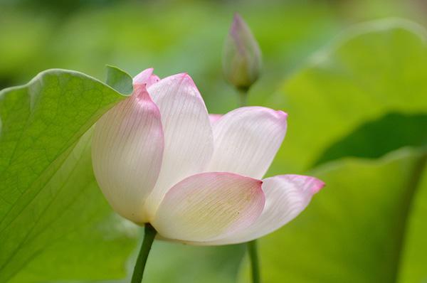 45 Beautiful Louts Flowers