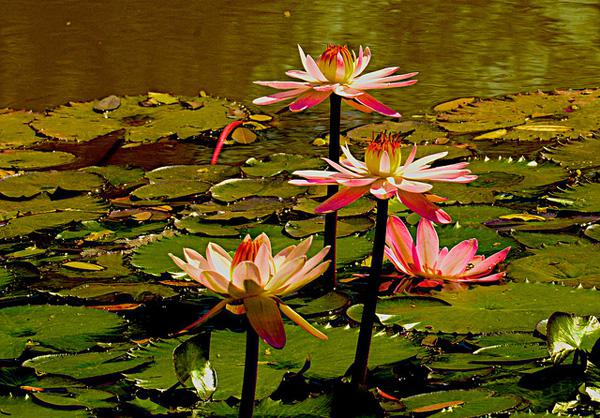45 Beautiful Louts Flowers