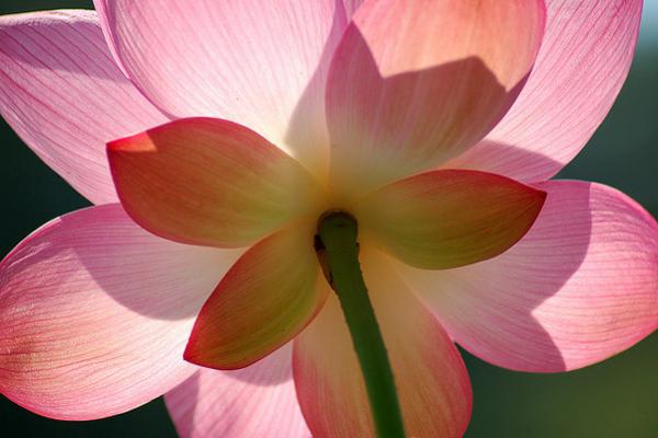 45 Beautiful Louts Flowers
