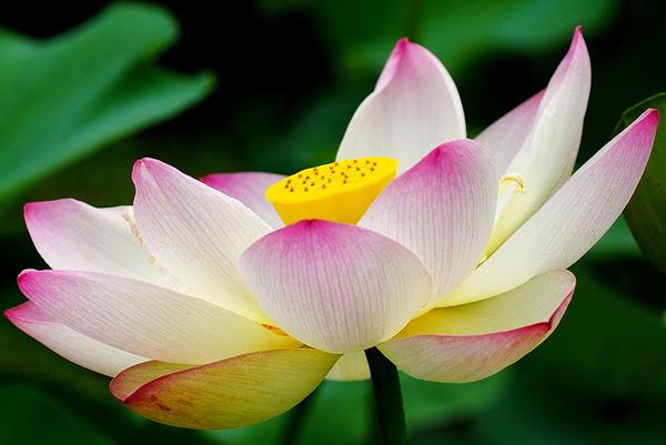 45 Beautiful Louts Flowers