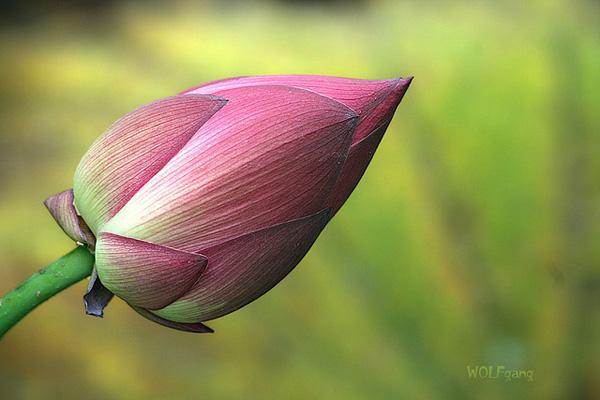 45 Beautiful Louts Flowers
