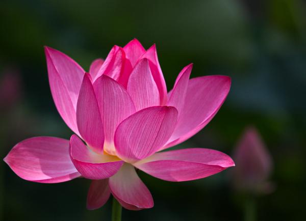 45 Beautiful Louts Flowers