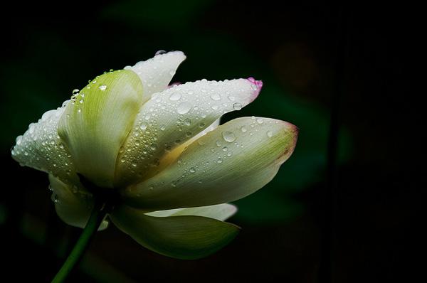 45 Beautiful Louts Flowers