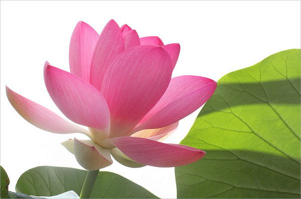 45 Beautiful Louts Flowers