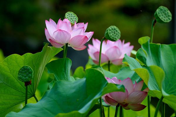 45 Beautiful Louts Flowers