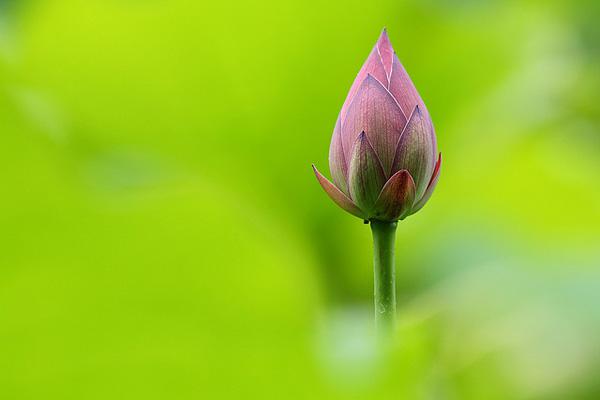 45 Beautiful Louts Flowers