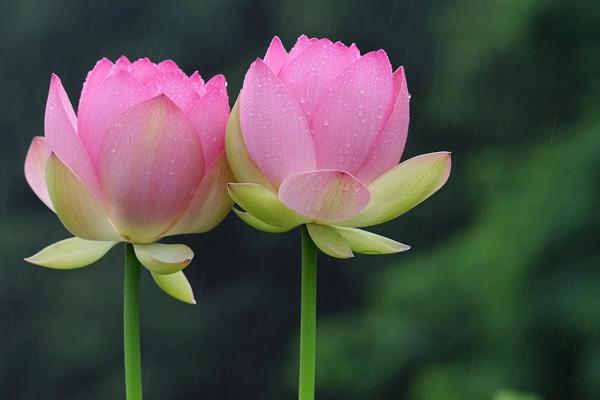 45 Beautiful Louts Flowers