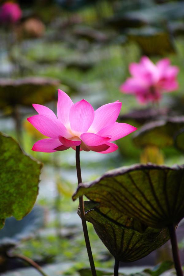 45 Beautiful Louts Flowers