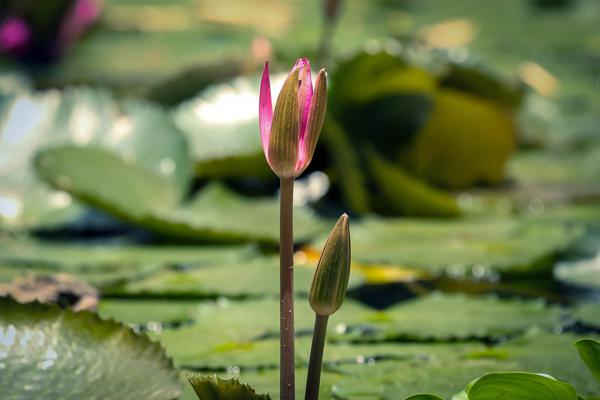 45 Beautiful Louts Flowers