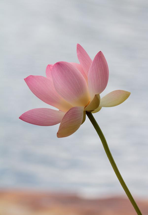 45 Beautiful Louts Flowers