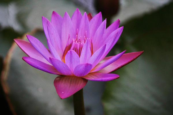 45 Beautiful Louts Flowers
