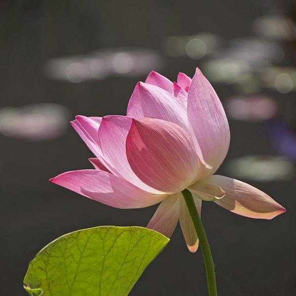 45 Beautiful Louts Flowers