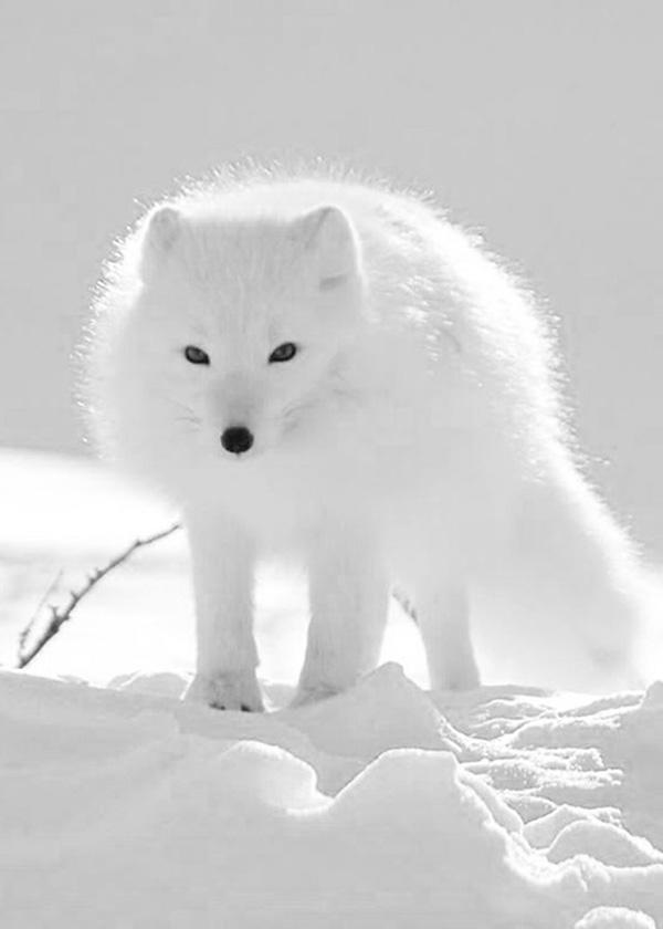 35 Lovely Fox Pictures