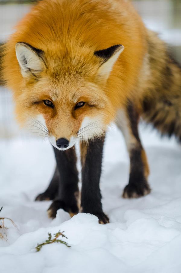 35 Lovely Fox Pictures