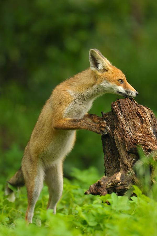 35 Lovely Fox Pictures