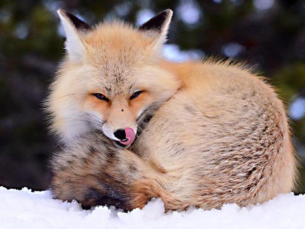 35 Lovely Fox Pictures