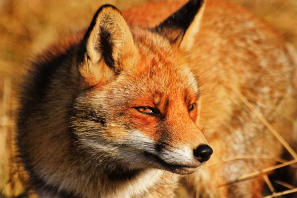35 Lovely Fox Pictures