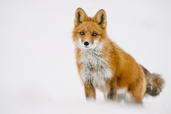 35 Lovely Fox Pictures