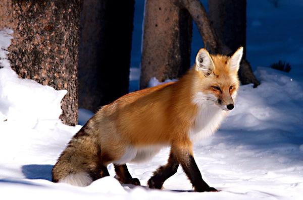 35 Lovely Fox Pictures