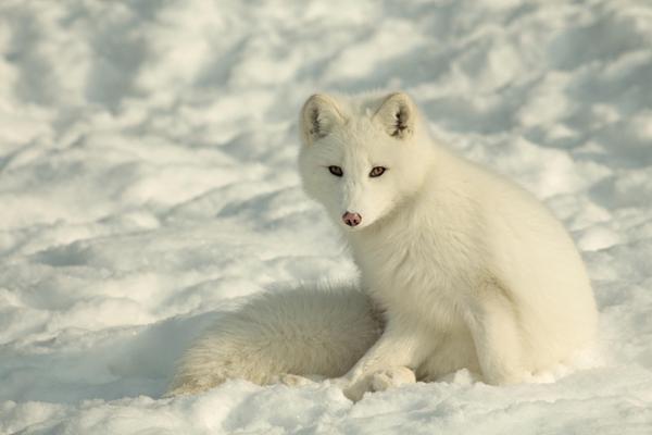 35 Lovely Fox Pictures