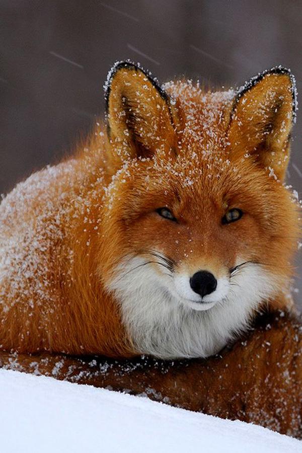35 Lovely Fox Pictures