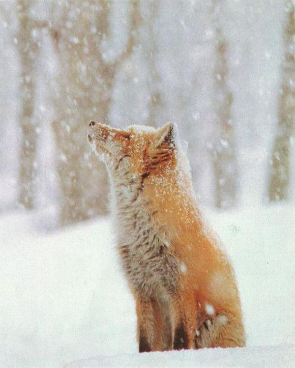 35 Lovely Fox Pictures