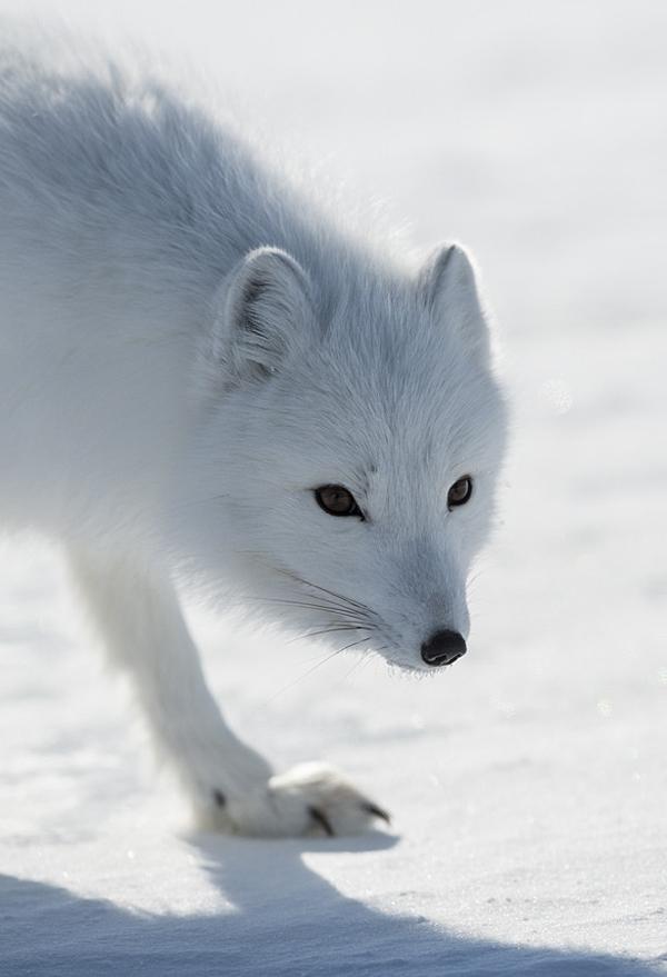 35 Lovely Fox Pictures