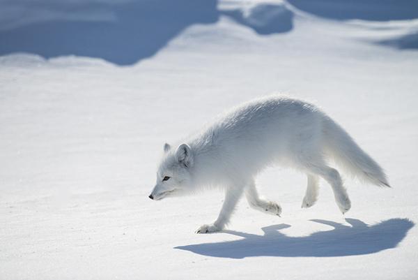 35 Lovely Fox Pictures