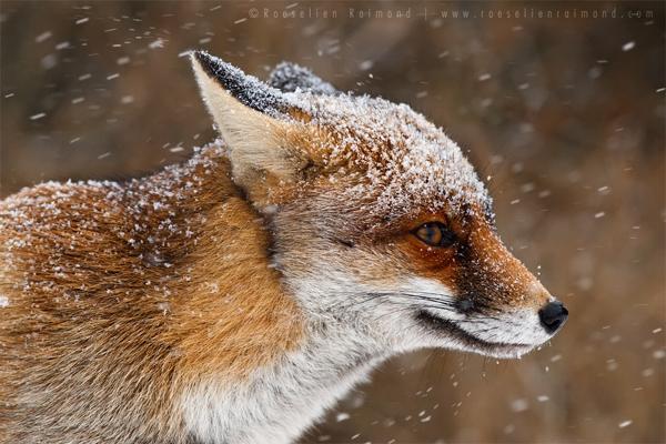 35 Lovely Fox Pictures