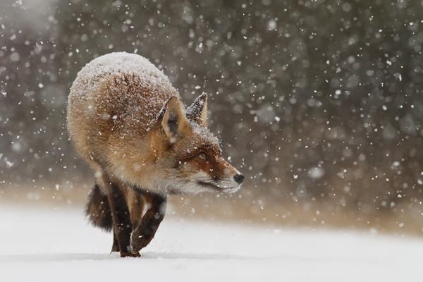 35 Lovely Fox Pictures