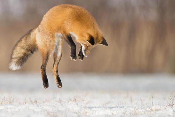 35 Lovely Fox Pictures