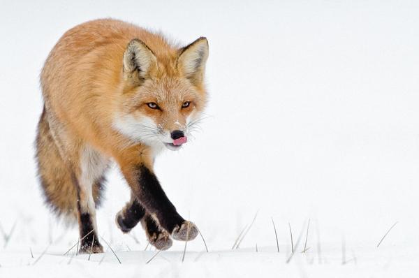 35 Lovely Fox Pictures