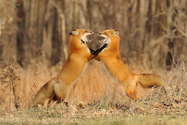 35 Lovely Fox Pictures