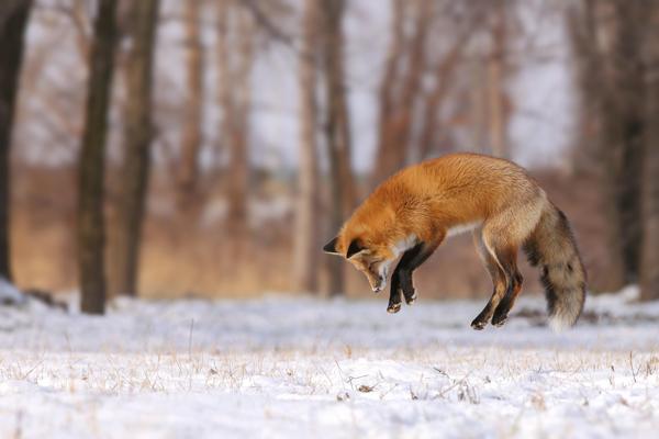 35 Lovely Fox Pictures