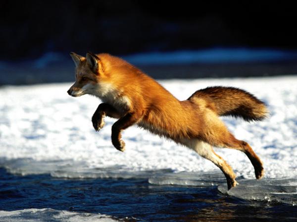 35 Lovely Fox Pictures