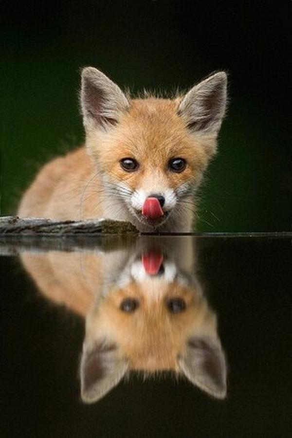 35 Lovely Fox Pictures