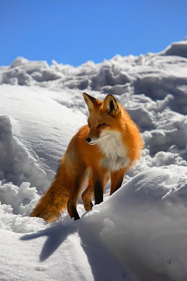 35 Lovely Fox Pictures