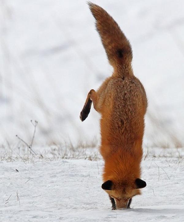 35 Lovely Fox Pictures