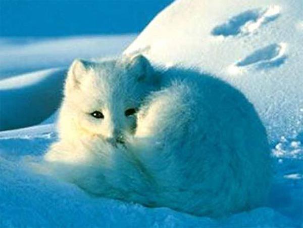 35 Lovely Fox Pictures